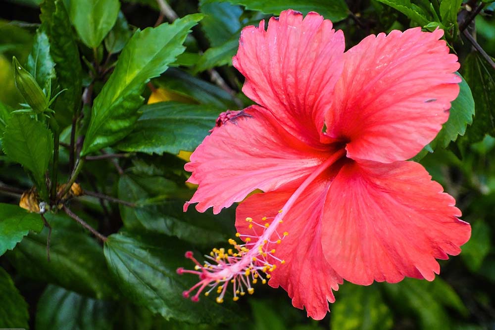 Hibiscus plants provide us with more than just beautiful blooms for our landscapes. They are also used as food, particularly in the production of drinks. Hibiscus may have been used in the brewing of a reddish-colored herbal tea. Many cultures regard hibiscus as a medicinal plant, and scientists are discovering that it may have some health advantages. The Malvaceae family members of cotton, okra, and chocolate, including the hibiscus. They feature large, many of which are used to make fiber. Hibiscus sabdariffa, often known as roselle or red sorrel, is the most commonly used species for food or tea. The hibiscus flower leaves and seeds can all be eaten, although the calyx is the most commonly consumed portion. A flower is still a bud with leaf-like appendages called sepals covering it. The calyx, plural form calyces, is the collective name for the sepals. They have a similar structure to rosehips, but their form is more pointed. Hibiscus calyces are used in teas, sauces, syrups, and jellies. Digestive Health A healthy digestive tract is essential for gut health and general well-being since it ensures we obtain all the nutrients we require from our diet. A sufficient supply of microorganisms and digestive enzymes is required to promote optimal digestion and absorption. Aduna Hibiscus Powder contains calcium, which aids in the gut's regular operation of digestive enzymes. It's also heavy in fiber (33%), which helps the healthy bacteria in our stomach thrive. Lower Cholesterol According to some research, hibiscus can help lower cholesterol levels. Both men and women in one research who took hibiscus extract had decreased cholesterol levels after two and four weeks. Another study found that people with diabetes, who frequently have high cholesterol, had better results. Protection against Radiation Damage Hibiscus includes a lot of antioxidants, which are thought to provide some protection against some types of cancer, such as stomach cancer and leukemia. Laboratory tests demonstrated a decrease in the oxidation of low-density lipoprotein, or bad cholesterol, and the production of arterial plaque. It is also thought that drinking hibiscus tea may provide some liver and kidney protection. Immunity The immune system is a complicated network of cells, tissues, and organs that defends the body against infection and illness. A strong immune system needs a well-balanced diet and enough intake of particular nutrients. Aduna Hibiscus Powder contains iron, which is required to generate strong immune responses to invading pathogens. Iron also aids in the correct development of red blood cells and hemoglobin, which distributes oxygen throughout the body and aids in the maintenance of a healthy immune system. Improve Blood Pressure Hibiscus tea reduces the blood pressure of people with moderate hypertension. The participants were not taking blood pressure medication. Their systolic and diastolic blood pressures were lower after consuming hibiscus tea three times a day. It aids with weight loss Hibiscus tea and extract have also gained popularity as a natural appetite suppressant that can aid in weight loss. Fat cell formation prevents early due to an influence on the genes responsible for fat cell synthesis. While the concept of sipping herbal tea instead of using harmful medicines to restrict your appetite may seem appealing, much more study is needed. Remember that taking too much hibiscus might cause toxicity and other health issues. Healthy, Glowing Skin Hibiscus is high in antioxidants such as polyphenols, a flavonoid that gives red, purple, and blue plants their vibrant colors. Hibiscus is a great source of antioxidants, just by its brilliant color. Antioxidants are chemicals found in plants that aid in the fight against free radicals in the body. Free radicals may damage collagen, causing skin dryness, fine lines, wrinkles, and premature aging; thus, eating an antioxidant-rich diet might help prevent skin damage, especially in the long run. CONCLUSION: Remember that the hibiscus family has several species, not all of which are edible. The plant that is growing in your yard might not be edible. When making your hibiscus products, start with little doses until you are certain there will be no unwanted responses. Hibiscus has a tangy flavor. Sour tea is another name for hibiscus tea. Because of the hibiscus's strong flavor, use a lot of sugar while cooking with it.