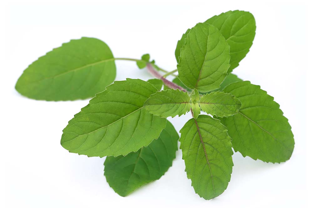 Benefits of Tulsi for skin